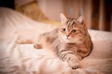 猫这种动物真恶心
