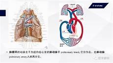 人身体一共有几斤血