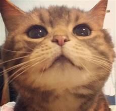 观察小猫喝水的动作