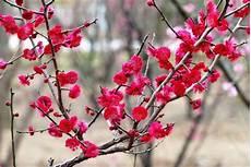 关于梅花的成语大全